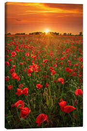 Canvas print Poppies at sunset - Martin Podt