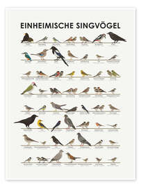 Poster Einheimische Singvögel - Iris Luckhaus