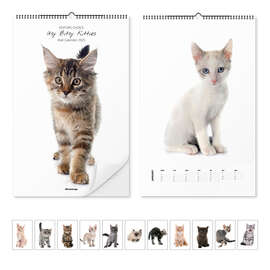 Wandkalender Katzenkalender - Itsy Bitsy Kitties 2025