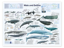 Poster Wale und Delfine - Planet Poster Editions