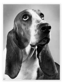 Wall print Basset Hound - M. E. Browning