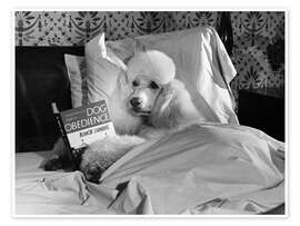 Wall print Reading Poodle - M. E. Browning