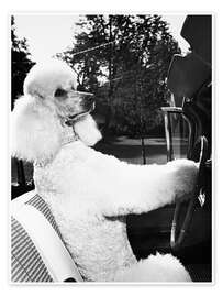 Wall print Traveling Poodle - M. E. Browning