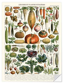 Sticker mural Légumes et plantes potagères - Adolphe Millot