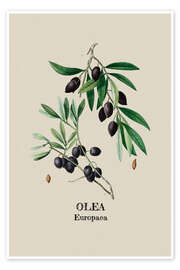 Tableau OLEA Europaca - Olive - Andrea Haase