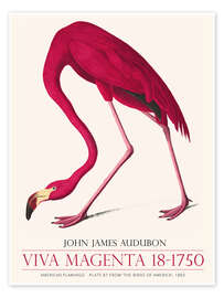 Poster Viva Magenta - American Flamingo, 1883 - John James Audubon