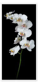 Dørplakat White Orchid