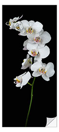 Deursticker White Orchid