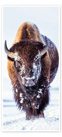 Dørplakat Wandering Bison in the Snow - Elizabeth Boehm