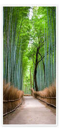 Dørplakat Bamboo Forest in Kyoto Sagano Arashiyama, Japan - Jan Christopher Becke