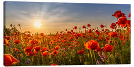 Canvas print Sun in the Poppy Field - Melanie Viola