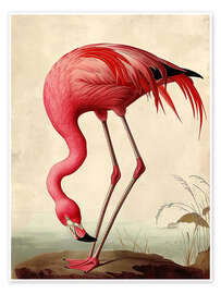 Poster Rosa Flamingo nach Audubon - TAlex