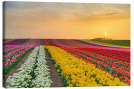 Canvas print Tulip Field at Sunset - Michael Valjak