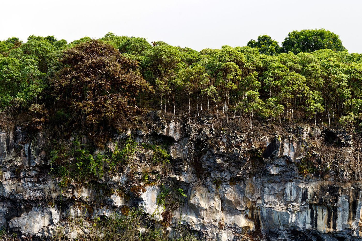 Bosque de Scalesia