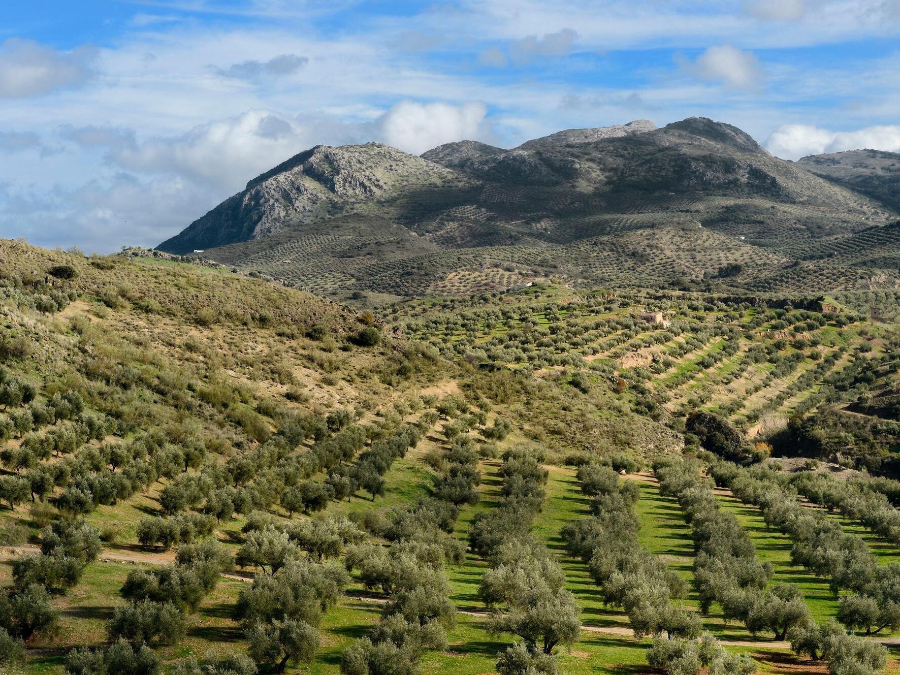 El Mar de Olivos de Jaén y su batalla con la UNESCO