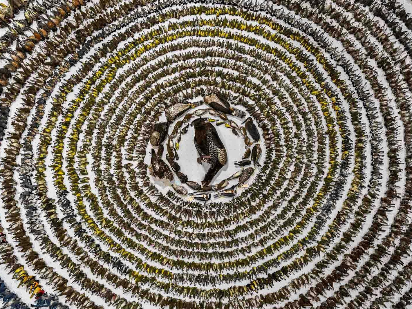 La mejor fotografía de aves del año denuncia la muerte de 4.000 pájaros a causa de los edificios de cristal de Toronto