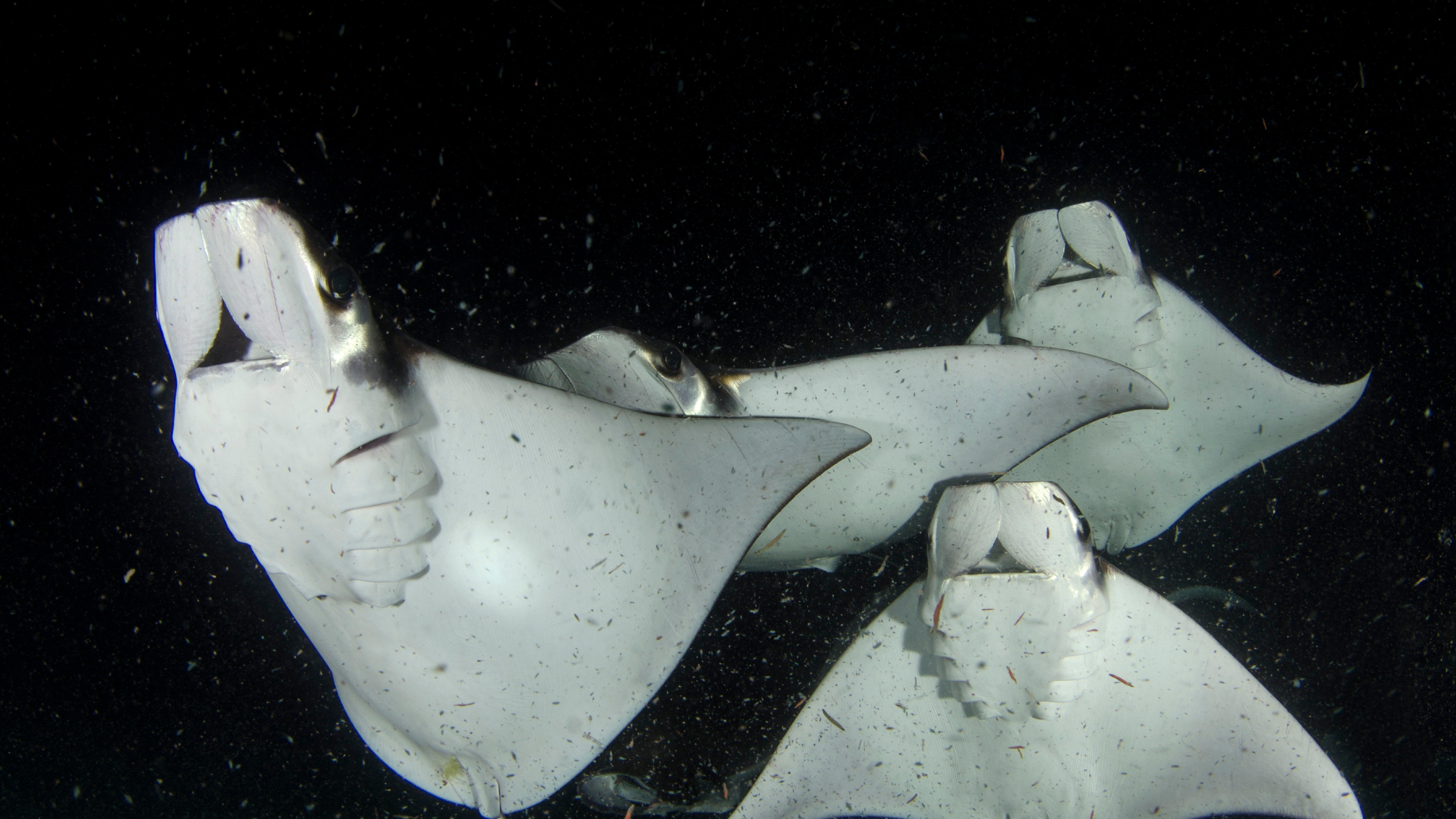 Mobulas, an Aquatic Wonder of the Gulf of California, Are Disappearing