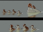 jalousie-freres-soeurs-illustree-canards