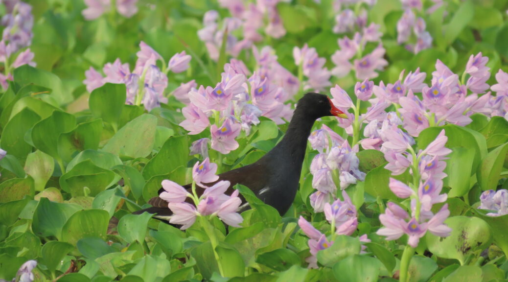 purple swamp hen-water hyacinth-flowers