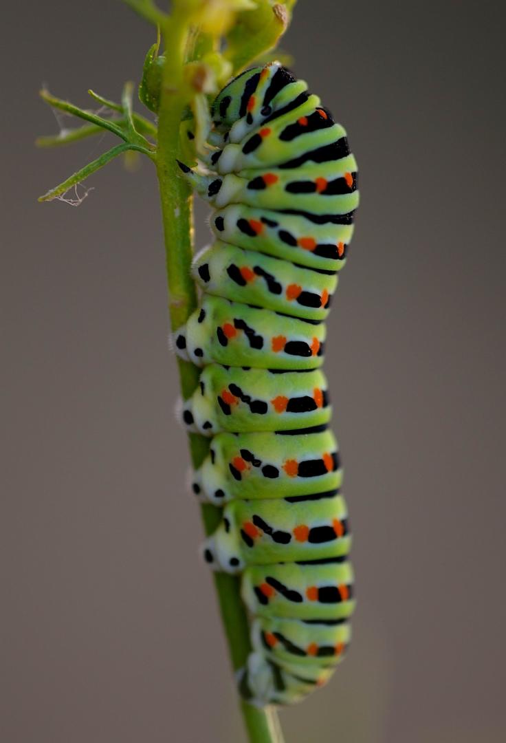 Papilio machaon © Montado do Freixo do Meio