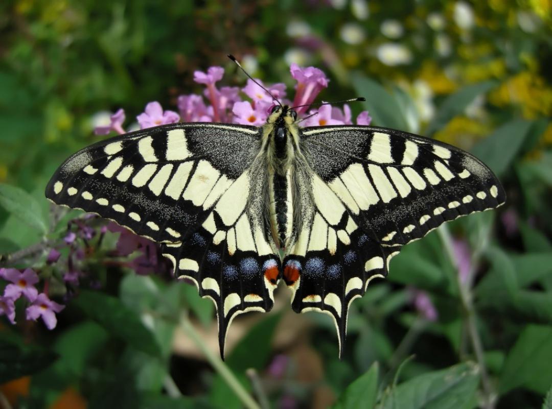 Papilio machaon © Montado do Freixo do Meio