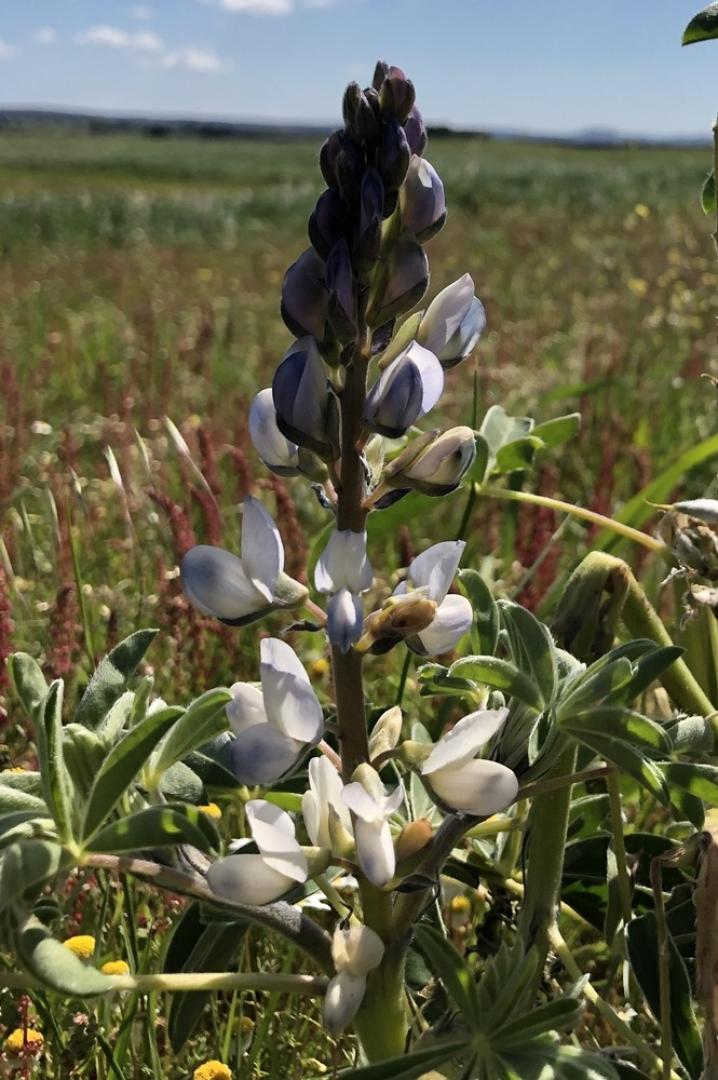 Lupinus albus © Marília Moura