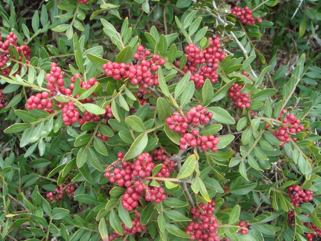 Pistacia lentiscus © Montado do Freixo do Meio