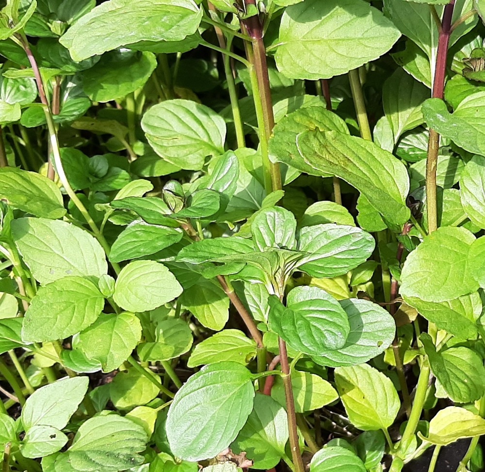 Mentha aquatica © Ricardo Ramos da Silva