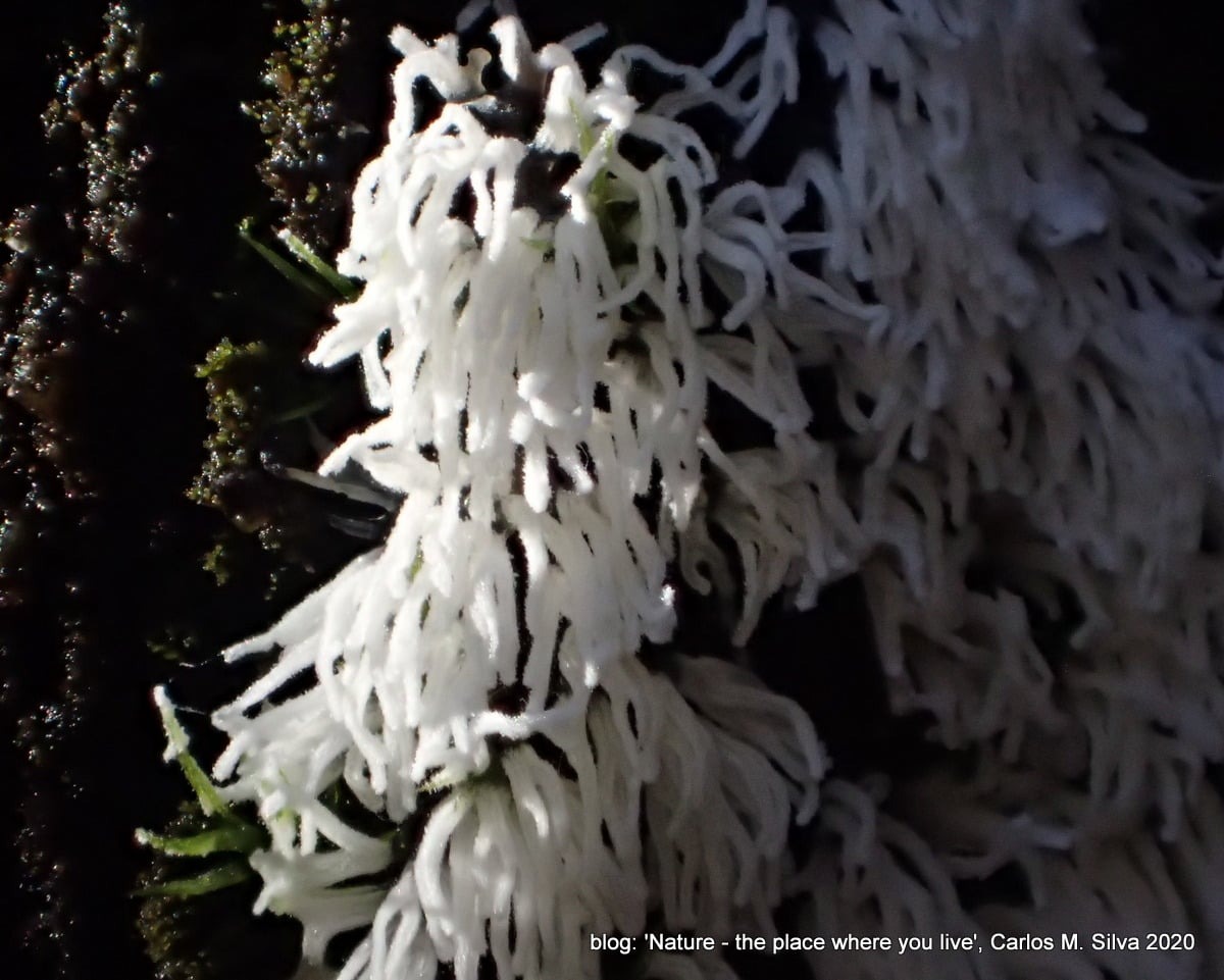 Ceratiomyxa fruticulosa © Carlos M. Silva