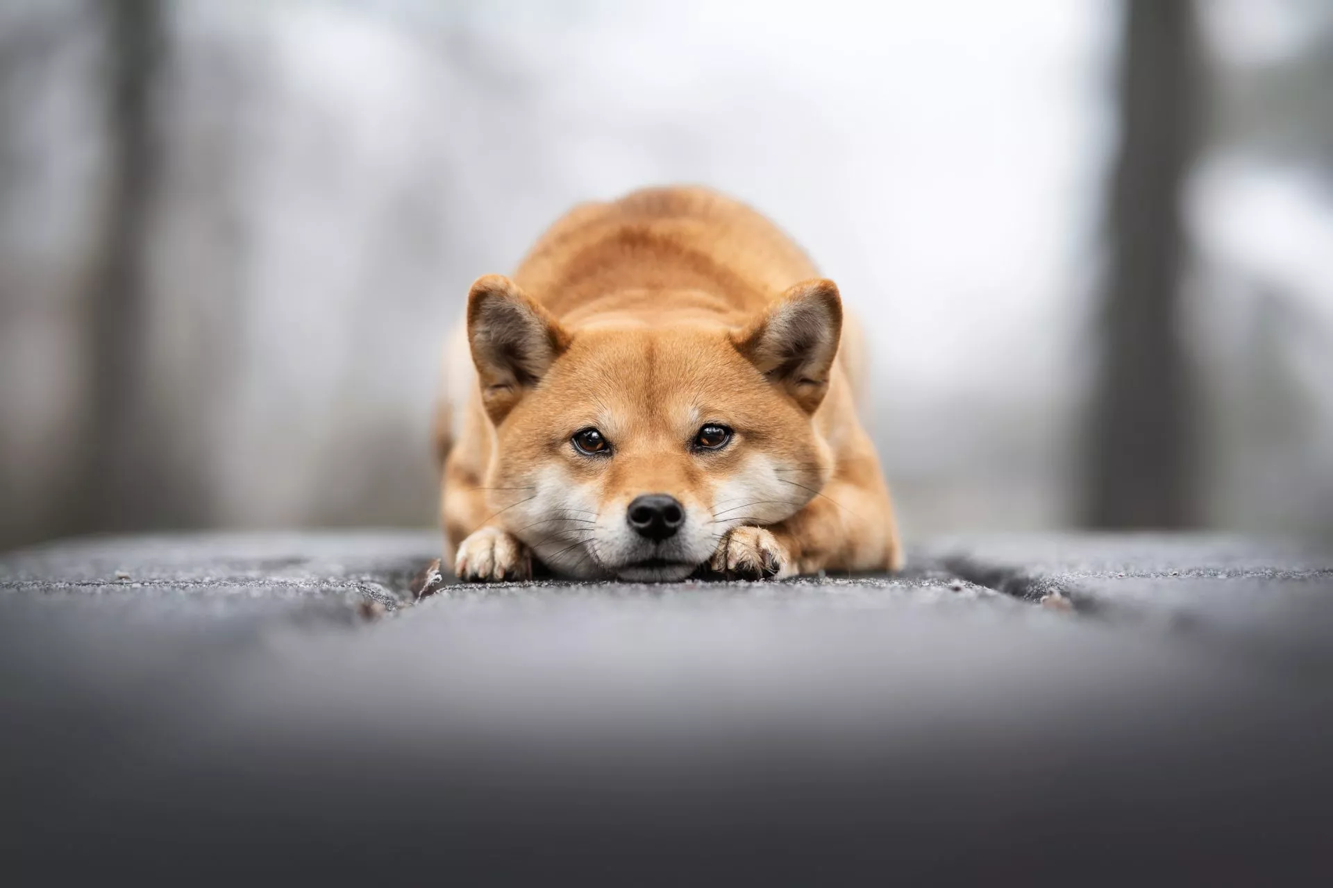 Shiba Inu waarschuwt voor oplichters: “Kijk uit met wie je retweet”