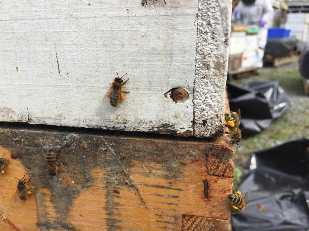 両脚にオレンジ色の「花粉だんご」を付けたミツバチ。無数の毛に花粉が付着してできる現象だ。長谷川さんは「花粉パンツ」と愛称を付けている＝ブリティッシュ・コロンビア大、本人提供