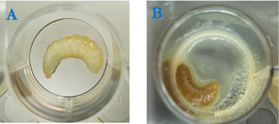 ミツバチの幼虫。左が正常な個体で、右が腐蛆（ふそ）病に感染した個体＝長谷川さん提供