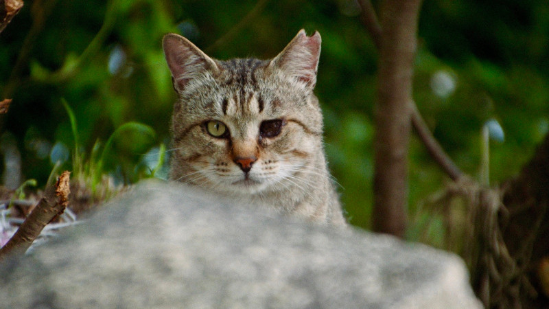 The Cats of Gokogu Shrine