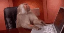 Monkey Pissed GIF