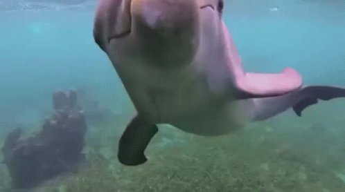 Cutie Pie Dolphin GIF