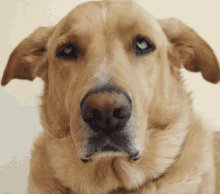 Travis Dog GIF