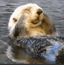 Funny Animals Good Morning GIF