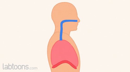 Muscles Of Respiration Chie...