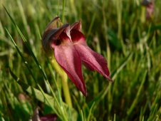 Orquídea selvagem  Serapias lingua