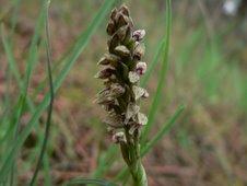 Orquidea selvagem