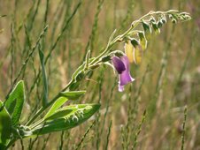 Digitalis thapsi