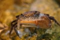 An image of a real fiddler crab foaming.