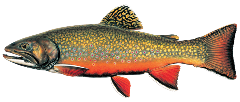 Brook Trout