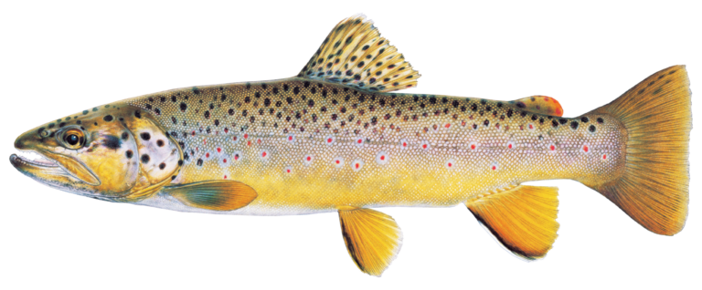 Wild Brown Trout