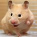 The_Samples_Hamster