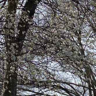 bradford pear bloom