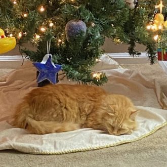 cat asleep under Christmas tree