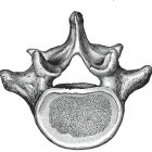 Vertebra