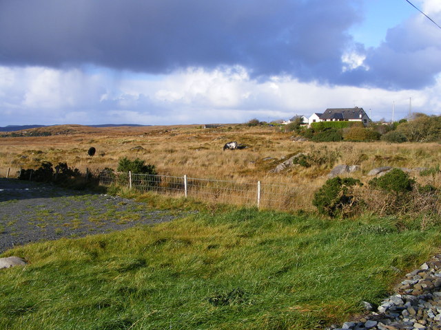 Cattle on rough grazing, Tully More Townland