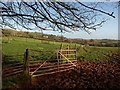 SX8358 : Fenced area by the lane to Millcombe Barn by Derek Harper